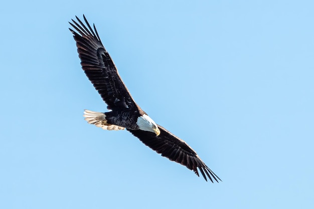 Bellissimo scatto di un'aquila calva che vola nel cielo blu