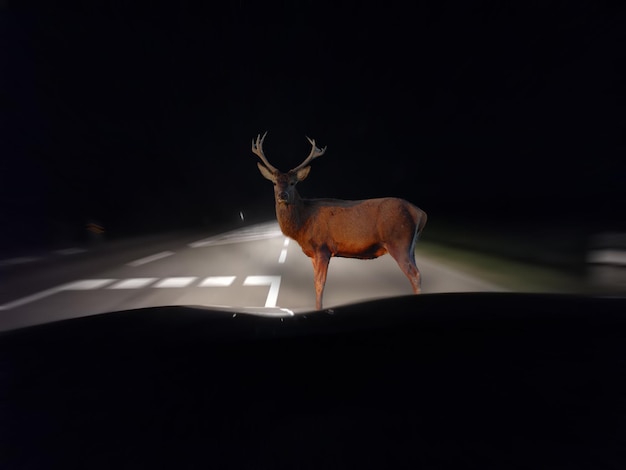 Bellissimo scatto di un cervo davanti a un'auto sulla strada nell'oscurità