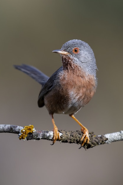 Bellissimo scatto di un uccello subalpino warbler appollaiato su un ramo nella foresta