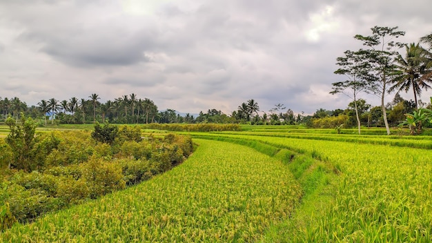bellissimo scenario di campi di riso in Indonesia