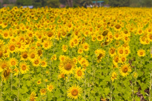 Bellissimo scenario naturale con campi di girasoli.