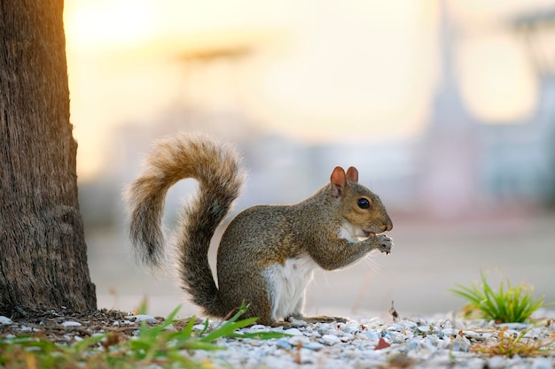 Bellissimo scoiattolo grigio selvaggio nel parco cittadino estivo