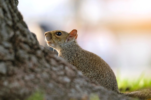 Bellissimo scoiattolo grigio selvaggio nel parco cittadino estivo