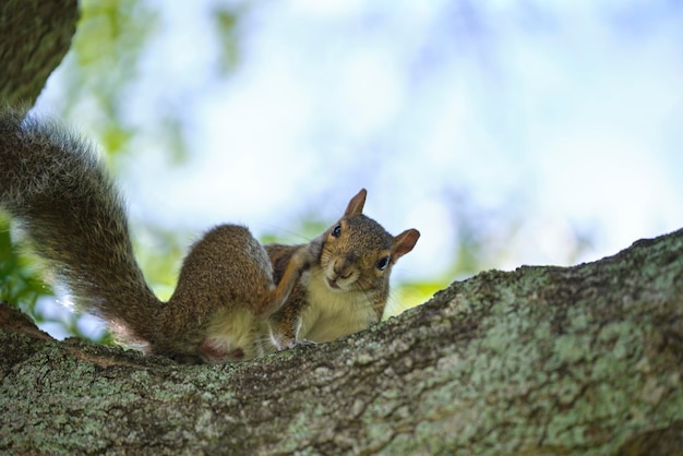 Bellissimo scoiattolo grigio selvatico che si arrampica sul tronco d'albero nel parco cittadino estivo