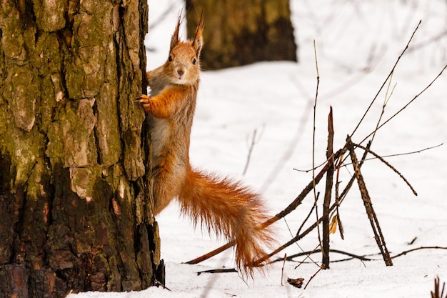 Bellissimo scoiattolo sulla neve che mangia una noce