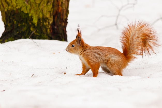 Bellissimo scoiattolo sulla neve che mangia una noce