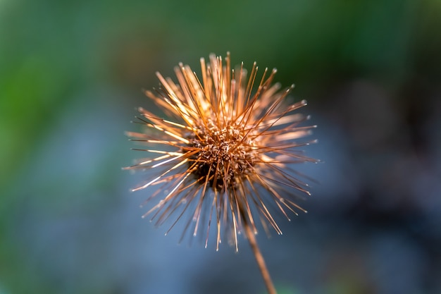 Bellissimo seme di Cadillo (Acaena ovalifolia) nella stagione autunnale