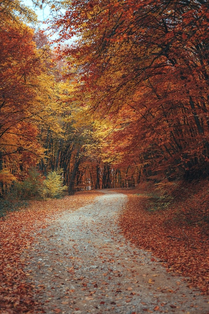 Bellissimo sentiero di montagna foresta d'autunno