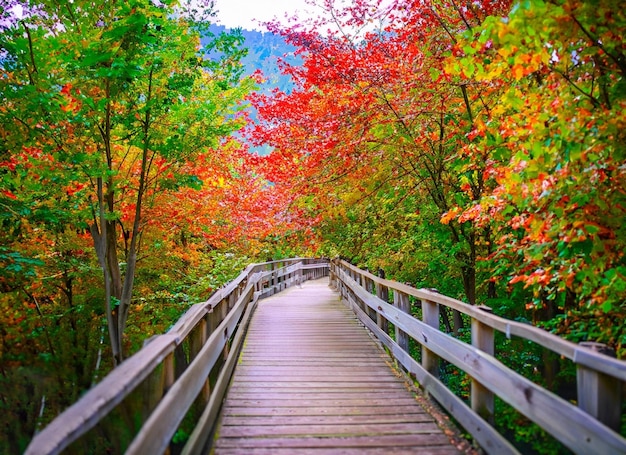 Bellissimo sentiero in legno che va dagli alberi colorati mozzafiato in una foresta generata dall'IA