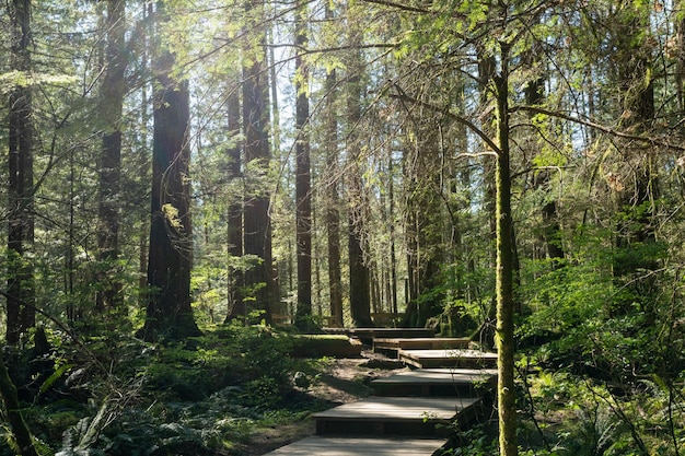 Bellissimo sentiero in legno nella foresta pluviale Lynn Canyon Park North Vancouver British Columbia Canada