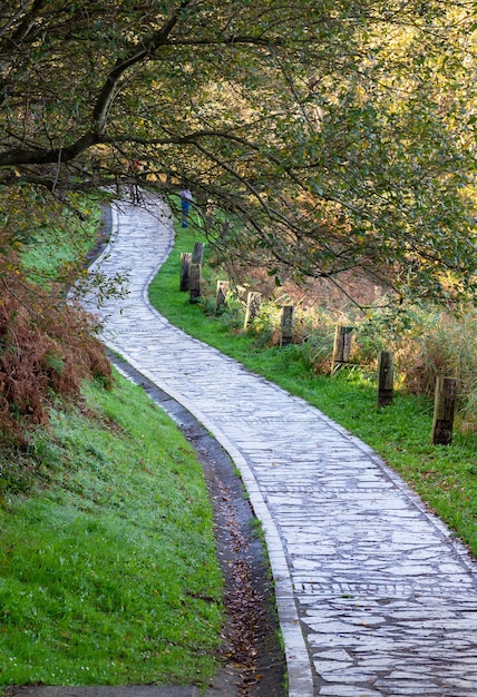 Bellissimo sentiero nel bosco. Sfondo autunnale, sfondo