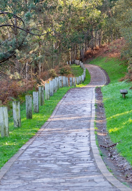 Bellissimo sentiero nel bosco. Sfondo autunnale, sfondo