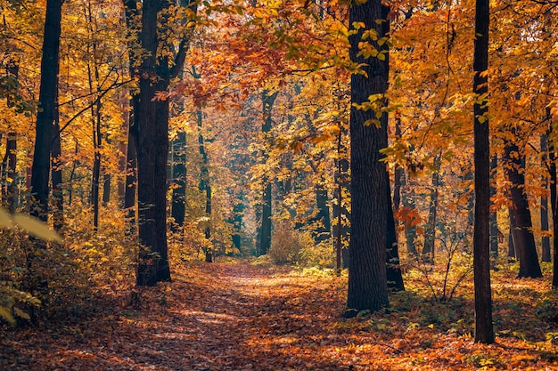 Bellissimo sentiero nella foresta autunnale. Incredibile natura scenica, paesaggio del percorso delle foglie d'autunno, sole