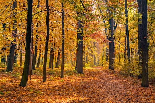 Bellissimo sentiero nella foresta autunnale. Incredibile natura scenica, paesaggio del percorso delle foglie d'autunno, sole