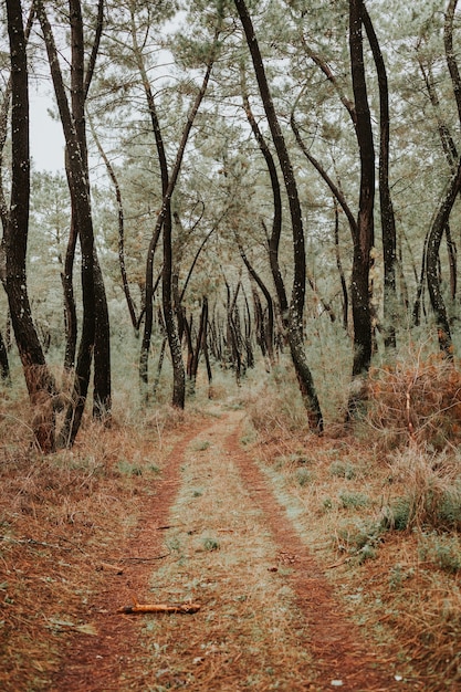 Bellissimo sentiero nella foresta