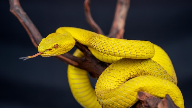 Bellissimo serpente giallo vipera in primo piano