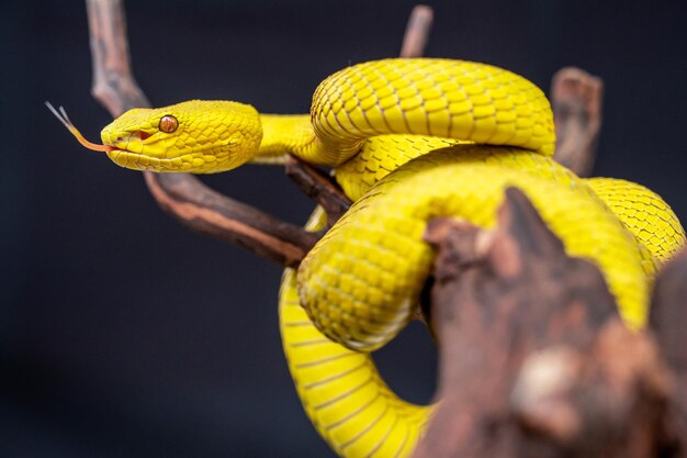 Bellissimo serpente giallo vipera in primo piano