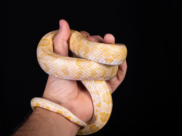 Bellissimo serpente ibrido, incrocio di due specie, serpente del mais e biacco.