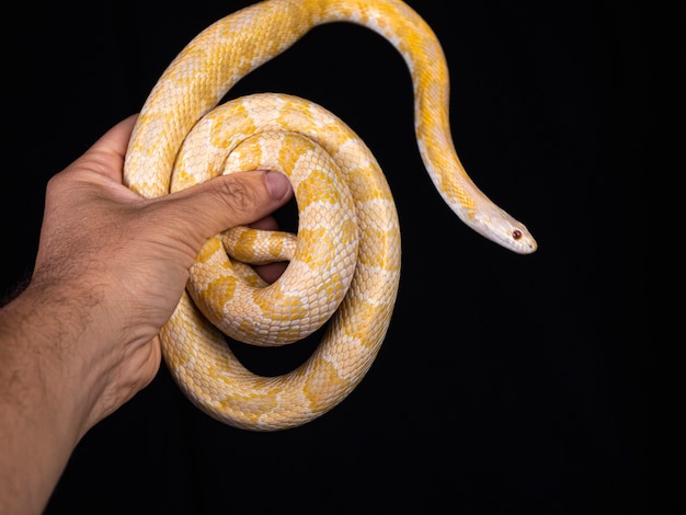 Bellissimo serpente ibrido, incrocio di due specie, serpente del mais e biacco.