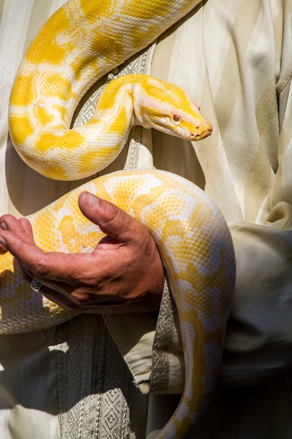 Bellissimo serpente pitone giallo