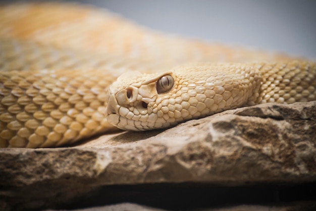 Bellissimo serpente sdraiato al sole con scaglie fini sulla pelle