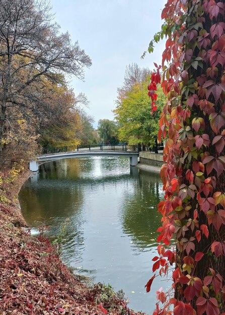 Bellissimo sfondo autunnale con alberi rossi e gialli