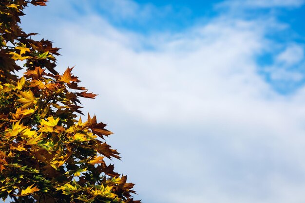 Bellissimo sfondo autunnale con foglie d'acero gialle sullo sfondo del cielo