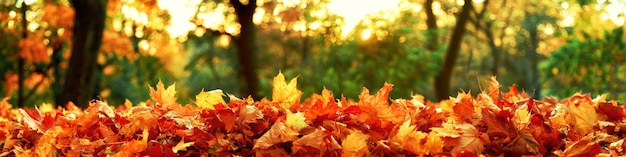 Bellissimo sfondo autunnale con foglie gialle e rosse.