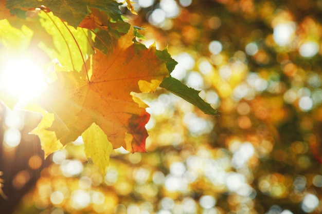 Bellissimo sfondo autunnale con foglie gialle e rosse.