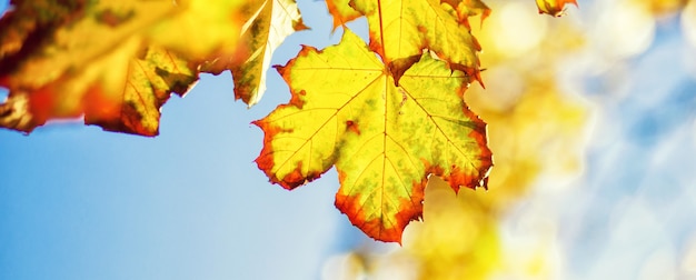 Bellissimo sfondo autunnale con foglie gialle e rosse.