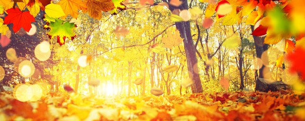 Bellissimo sfondo autunnale con foglie gialle e rosse.