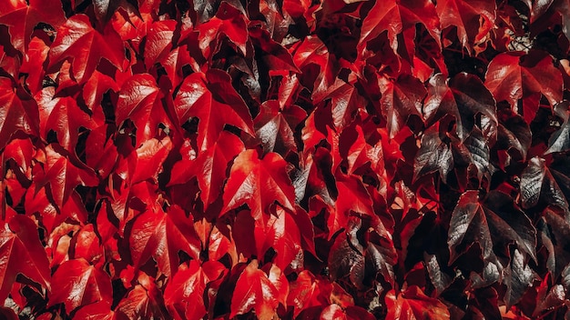 Bellissimo sfondo autunnale con foglie rosse infuocate