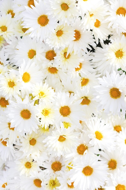Bellissimo sfondo autunnale con un bouquet di crisantemi bianchi alzato