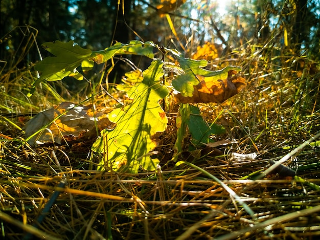 Bellissimo sfondo autunnale piccola quercia cresce tra i raggi del sole nella foresta autunnale