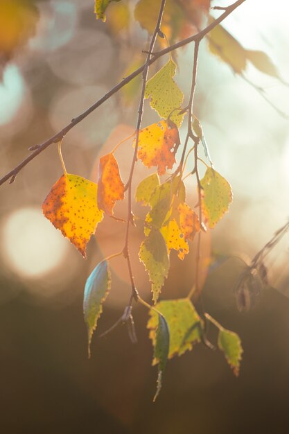 Bellissimo sfondo autunnale - rami con foglie di betulla