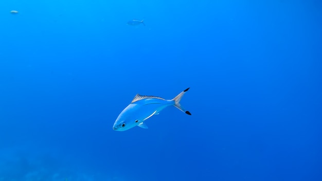 Bellissimo sfondo blu, il mare su cui nuotano i pesci azzurri ravvicinati.