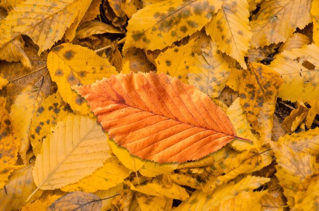Bellissimo sfondo colorato di foglie cadute Foglie di autunno sdraiato a terra Sfondo autunnale soleggiato