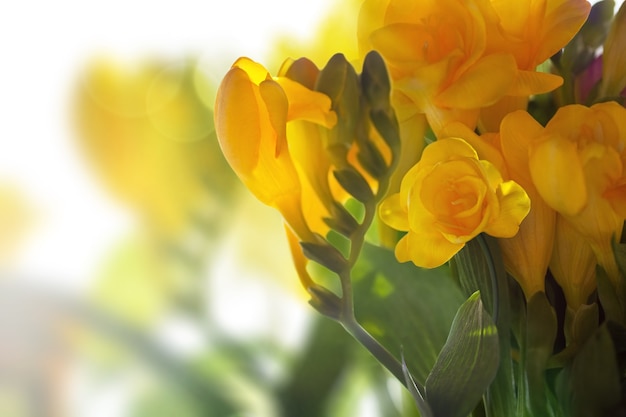 Bellissimo sfondo con fiori primaverili gialli