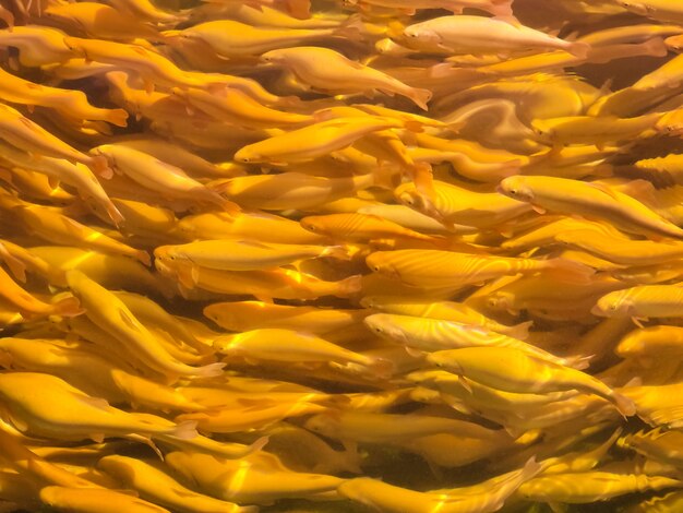 Bellissimo sfondo con pesce giallo nell'acqua, trota dorata, vista dall'alto.