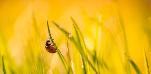 Bellissimo sfondo della natura con erba fresca mattutina e coccinella. Erba e prato primaverile estivo