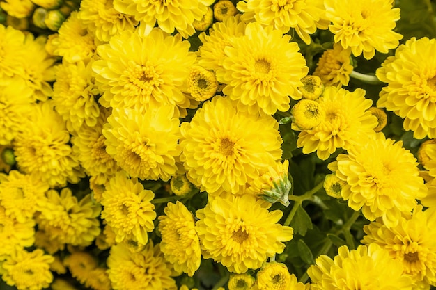 Bellissimo sfondo di fiori di crisantemo vista dall'alto