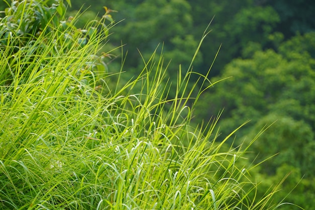 Bellissimo sfondo di immagini di erba verde