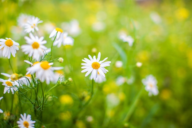 Bellissimo sfondo di molti campi di margherite in fiore. Primo piano dell'erba di camomilla. Bellissimo prato in primavera pieno di margherite fiorite con fiori bianchi gialli ed erba verde