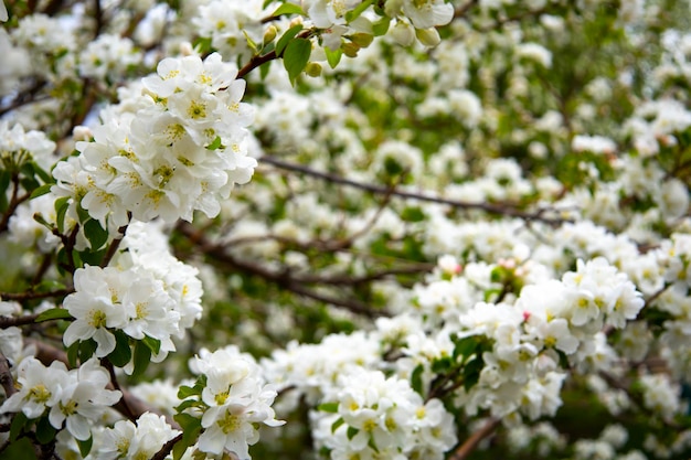 Bellissimo sfondo di natura primaverile con fiori Melo close up soft focus Ramo con il bianco