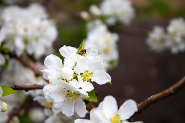 Bellissimo sfondo di natura primaverile con fiori Melo close up soft focus Ramo con il bianco