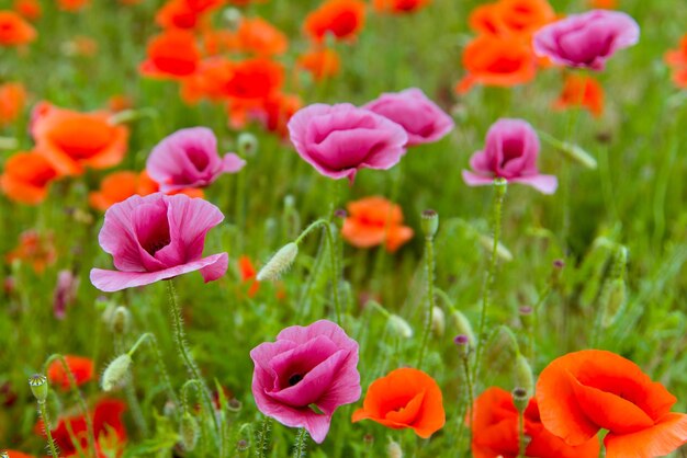 Bellissimo sfondo di papaveri viola e rossi selvatici