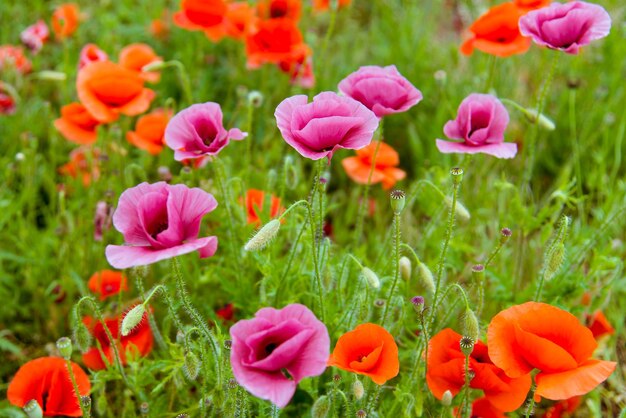 Bellissimo sfondo di papaveri viola e rossi selvatici