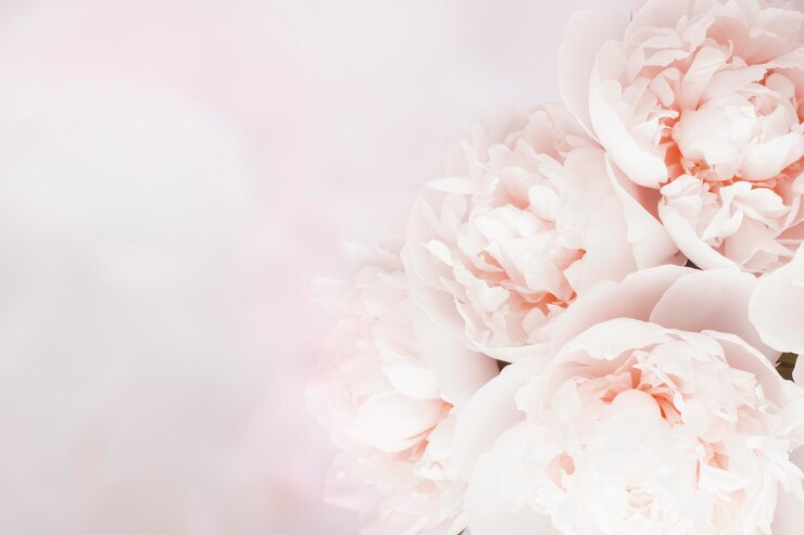 Bellissimo sfondo di peonia floreale pastello delicato con spazio per la copia