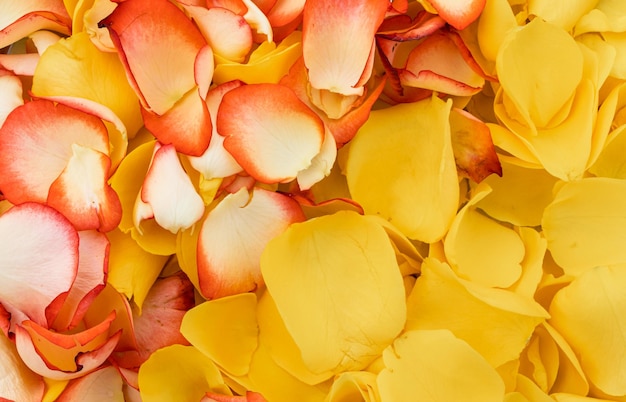 Bellissimo sfondo di petali di fiori di rosa gialli e arancioni