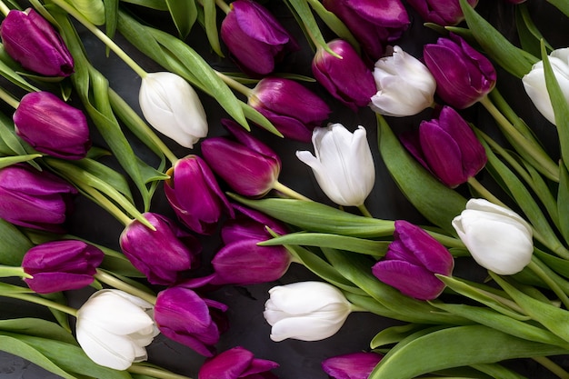 Bellissimo sfondo di tulipani viola e bianchi.